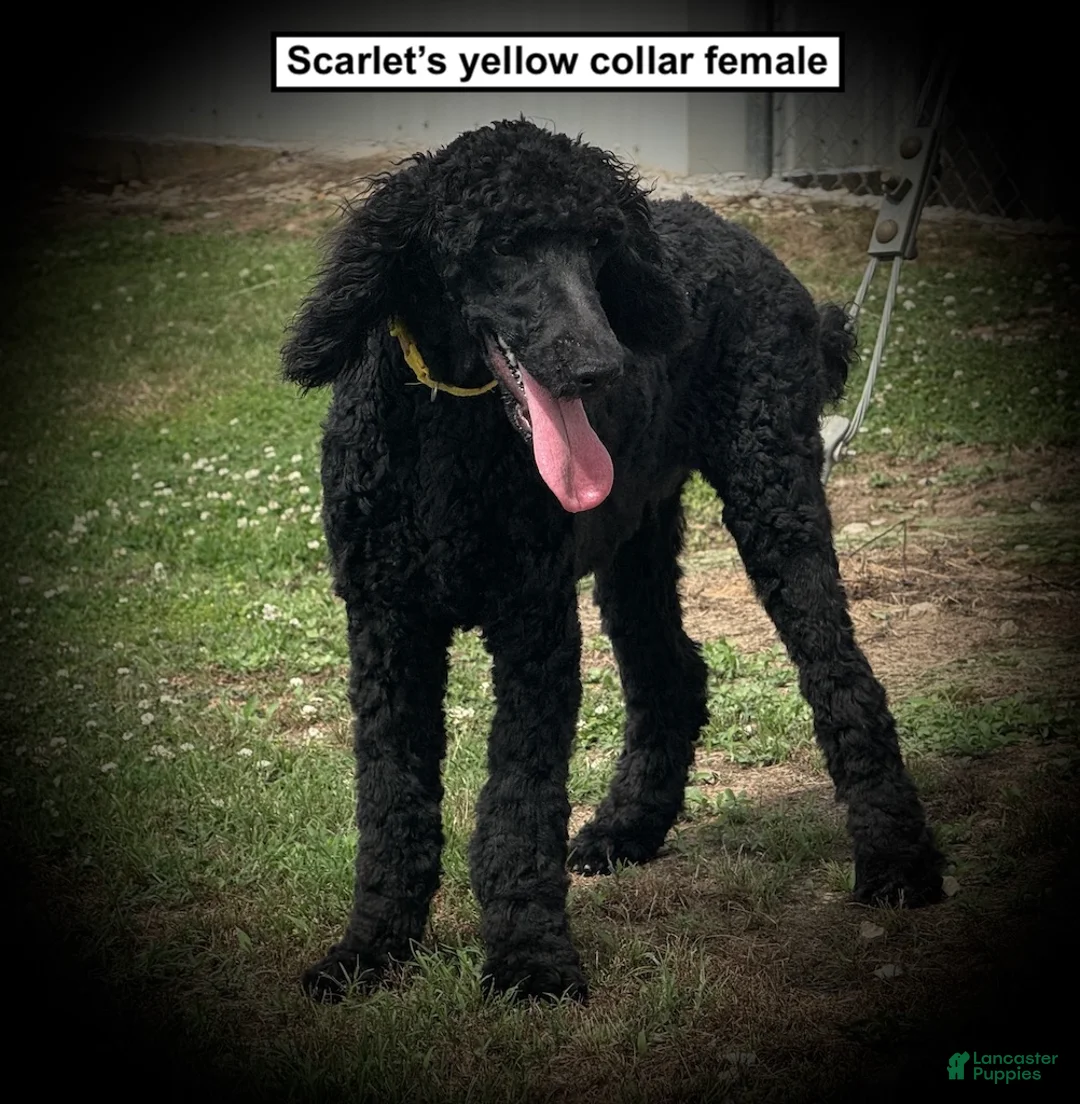 Standard Poodle dogs for sale: AKC Scarlet's Yellow Collar Female - Ad 1