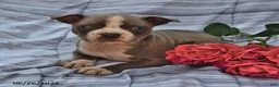 Boston Terrier dogs for sale: Lavender Silver and White - Ad 1