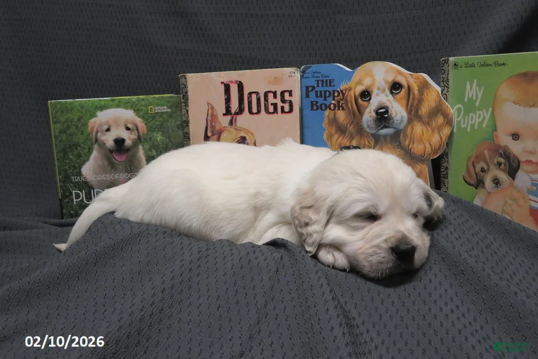 Golden Retriever dogs for sale: Barney - Ad 4