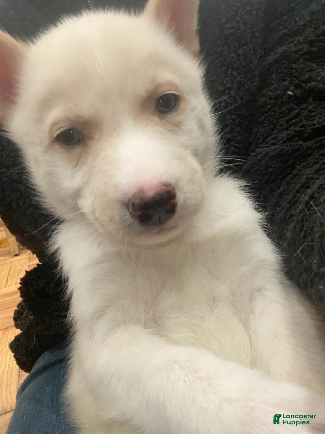 Siberian Husky dogs for sale: Jordan - Ad 4