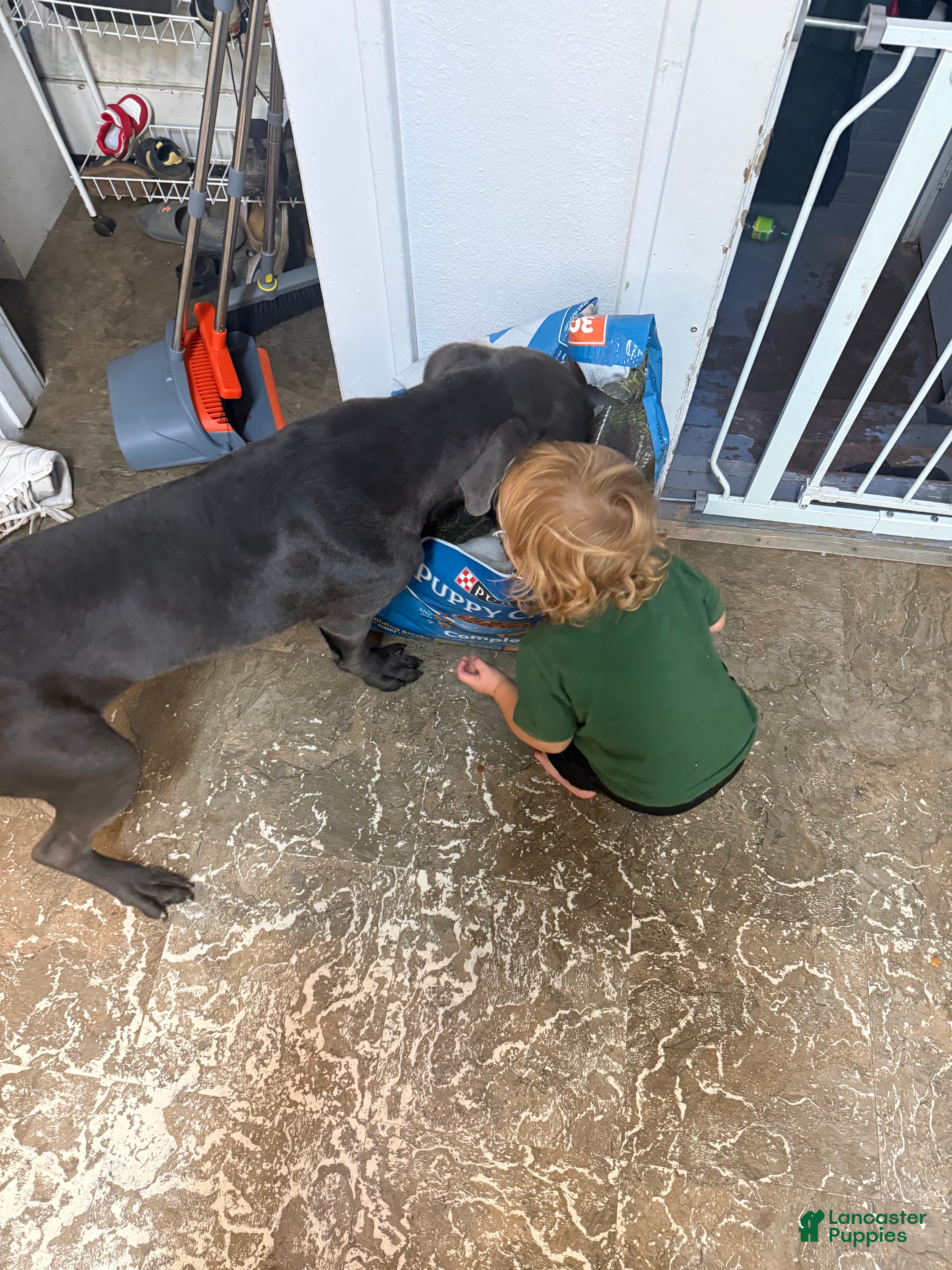 Cane Corso dogs Garth  - Ad 2