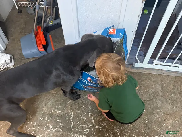 Cane Corso dogs for sale: Garth - Ad 2