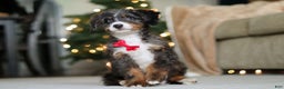 Mini Bernedoodle dogs for sale: Liam - Ad 4