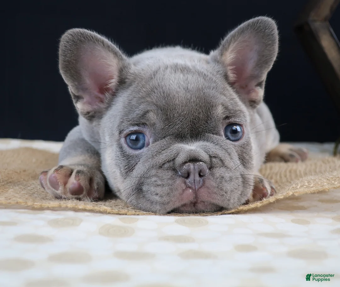 French Bulldog dogs for sale: Finn - Ad 4