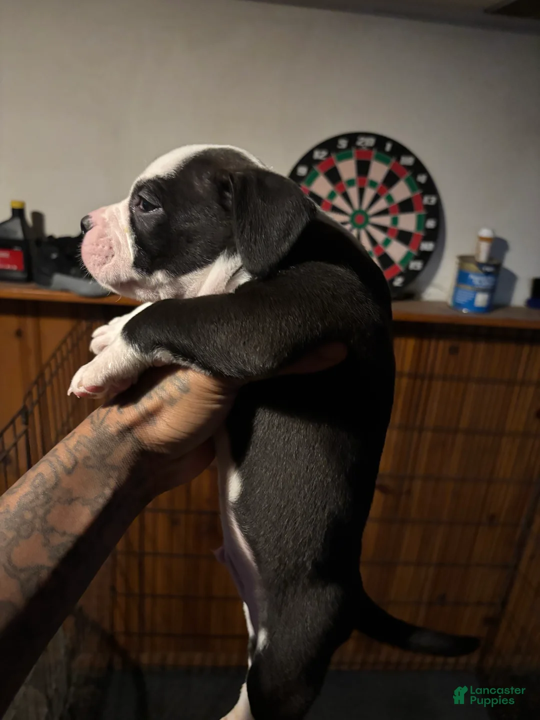 Mixed Breed dogs for sale: Mixed Breed Puppy 2 - Ad 2