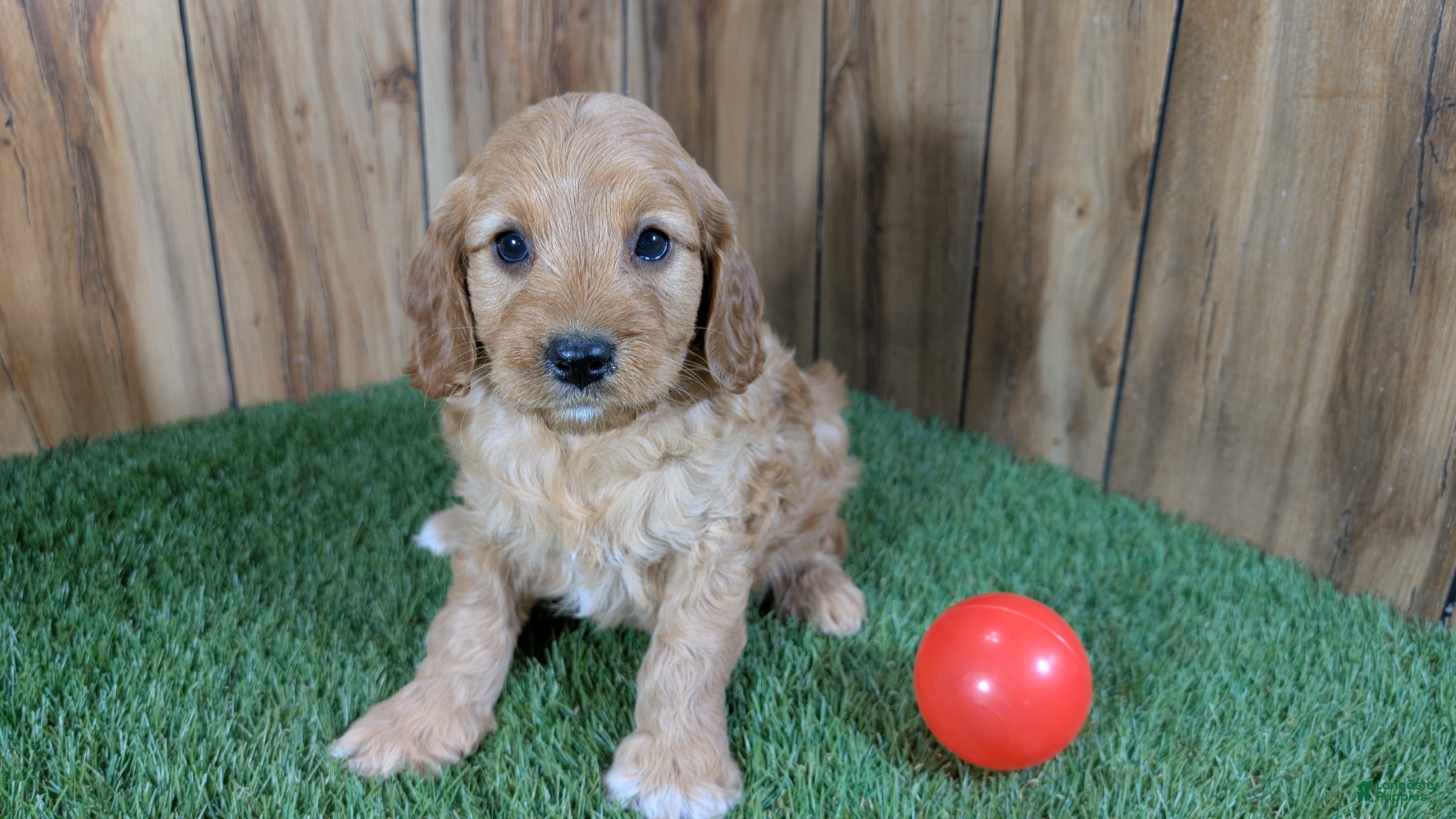 Cavapoo dogs Milly Girl 1 - Ad 12