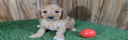 Cavapoo dogs for sale: Milly Girl 1 - Ad 1