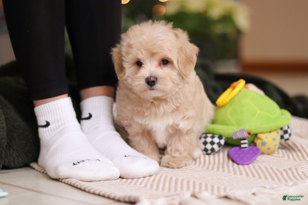 Maltipoo dogs for sale: Kyle - Ad 6