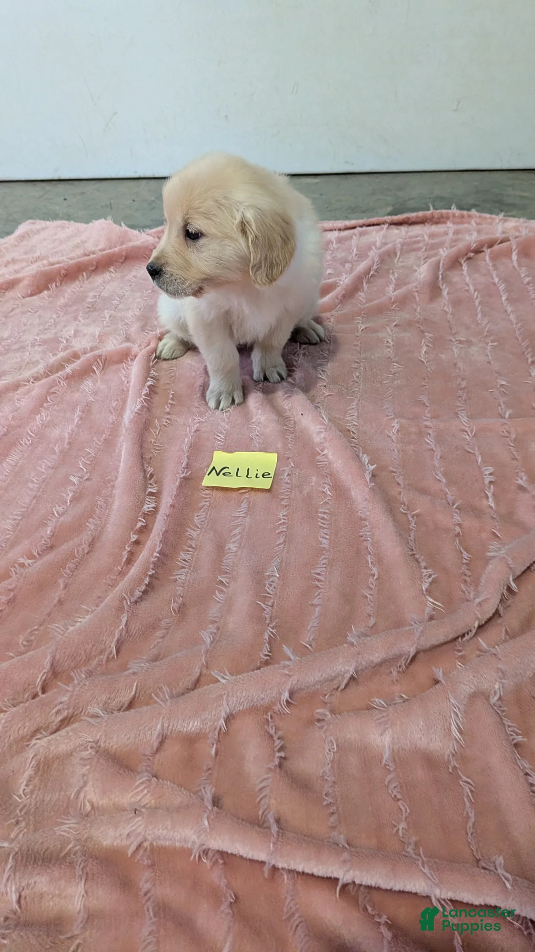 Golden Retriever dogs for sale: Nellie - Ad 3
