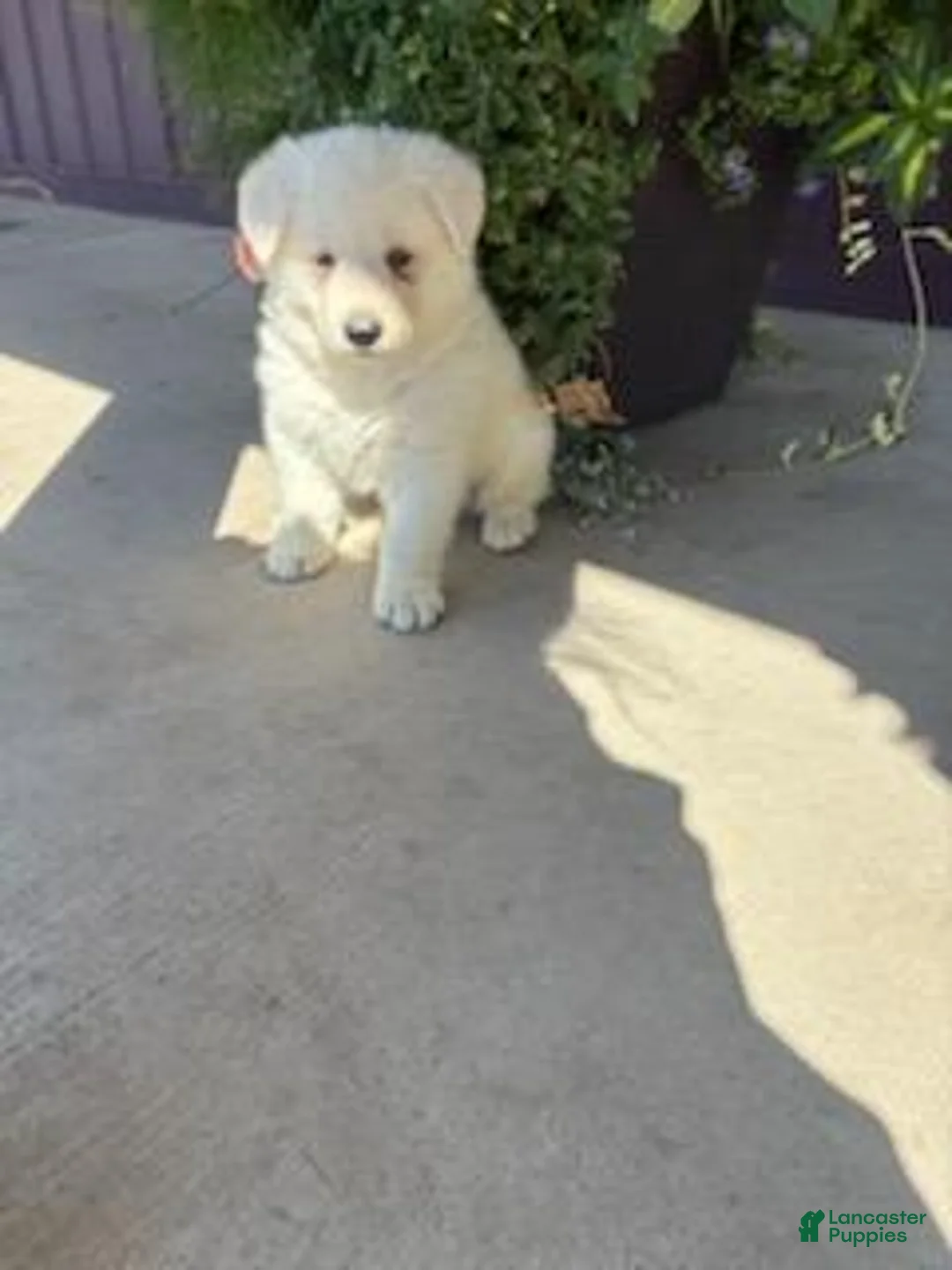 German Shepherd dogs for sale: Hunter  - Ad 2