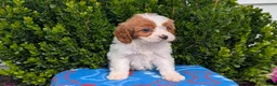 Cavapoo dogs for sale: Nala - Ad 3