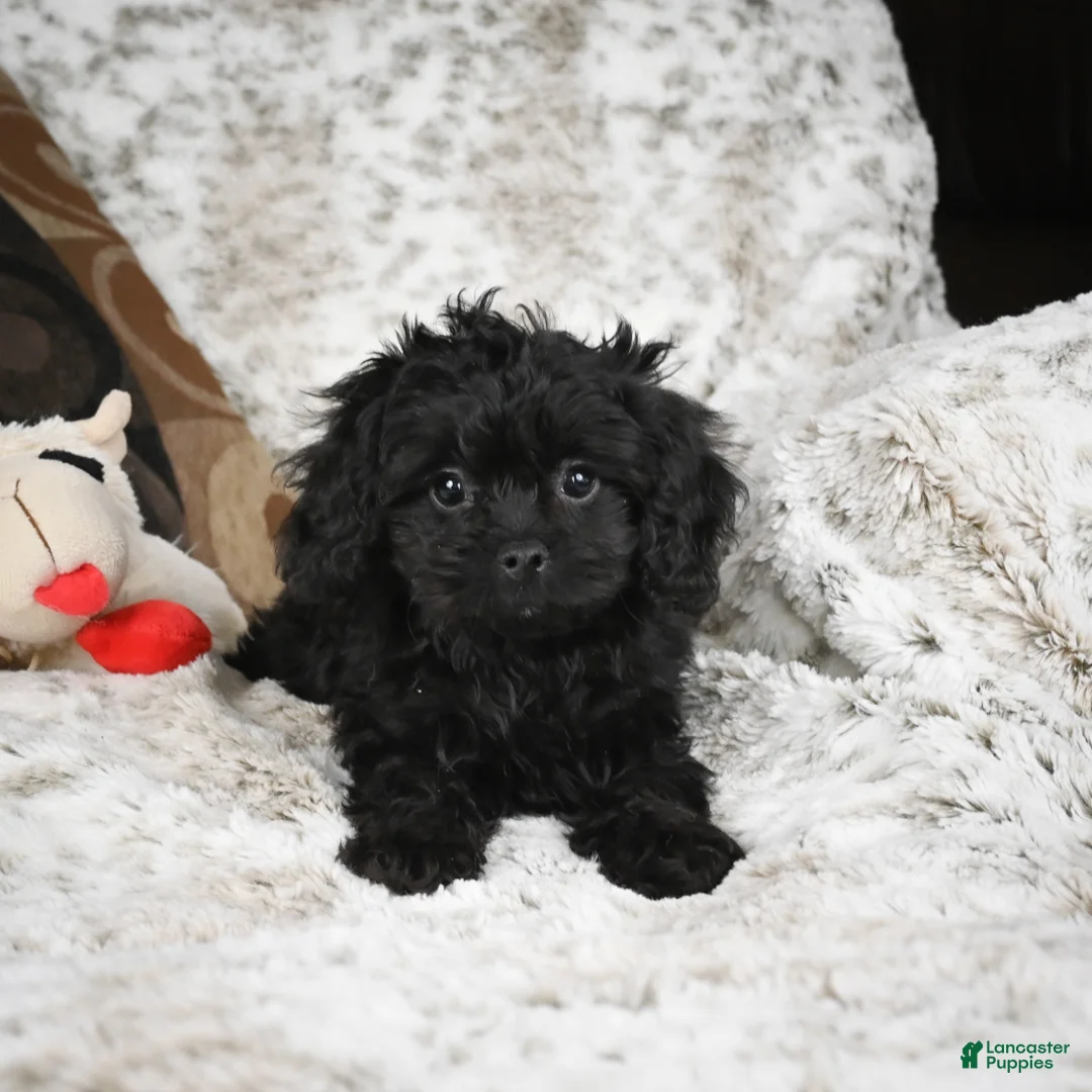 Cavapoo dogs for sale: Saco - Ad 1