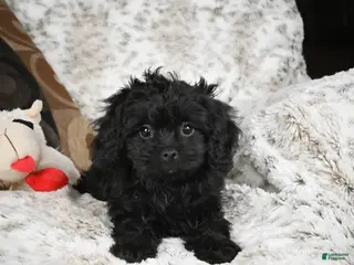 Cavapoo dogs Saco - Ad 20