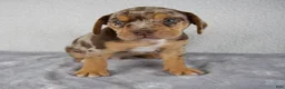 Beabull dogs for sale: Ryder - Ad 2