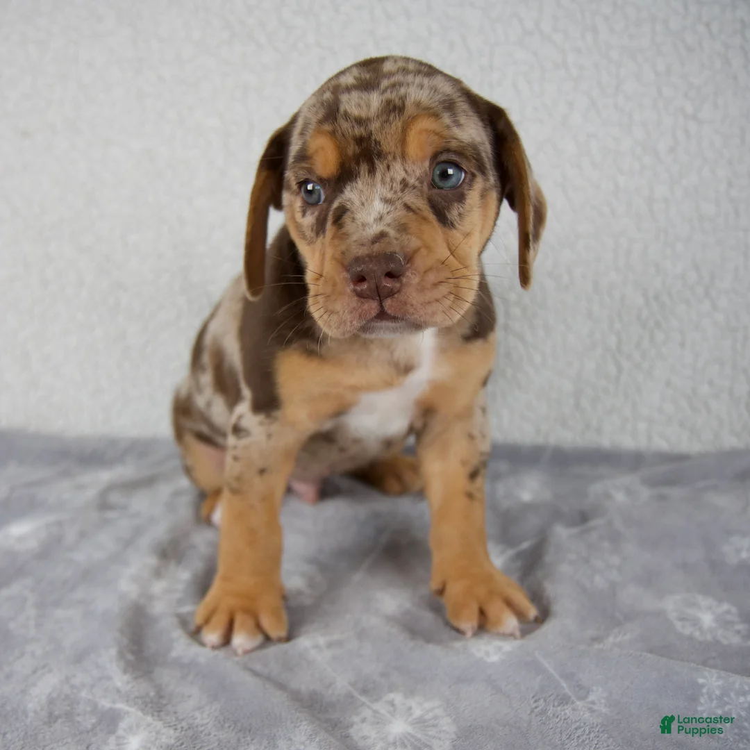 Beabull dogs for sale: Ryder - Ad 2