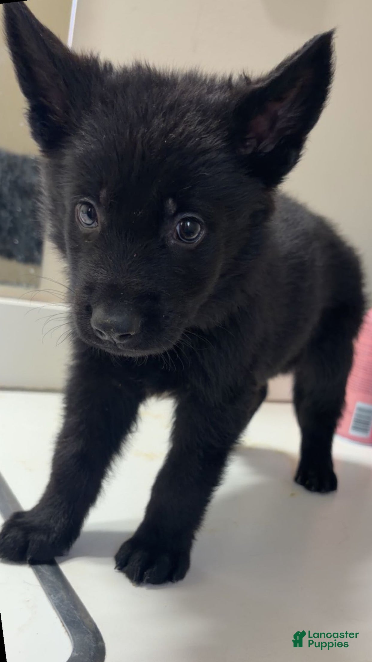 German Shepherd dogs Blaze - Ad 15