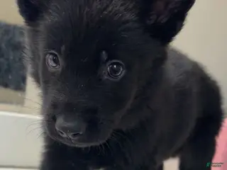 German Shepherd dogs Blaze - Ad 15