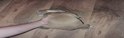 American Pit Bull Terrier dogs for sale: American Pit Bull Terrier 1 - Ad 2