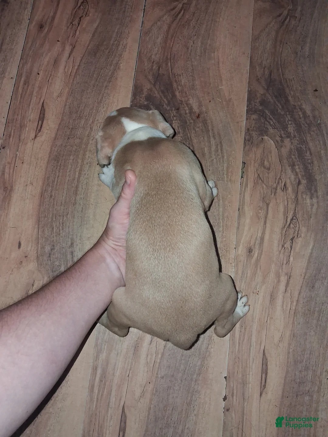 American Pit Bull Terrier dogs for sale: American Pit Bull Terrier 1 - Ad 2