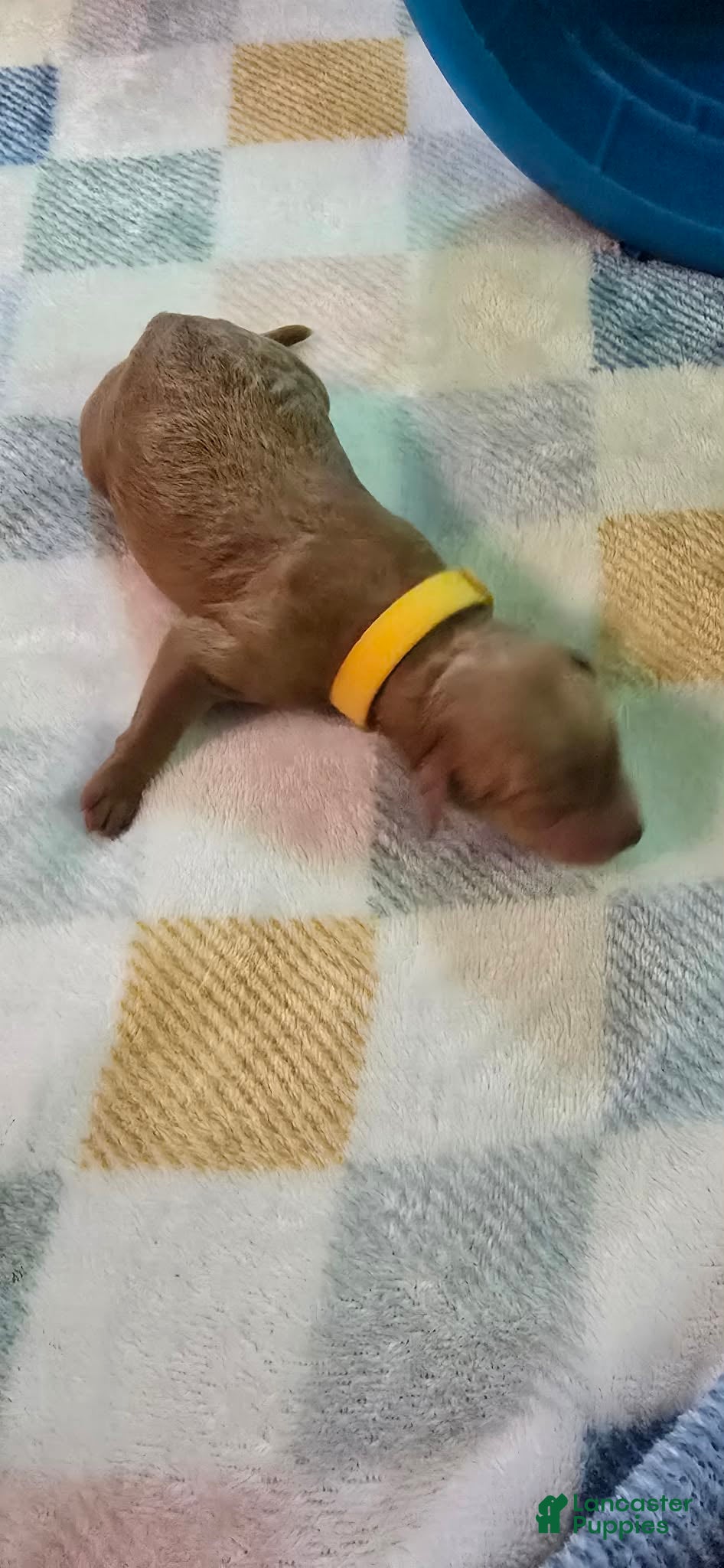 Mini Goldendoodle dogs for sale: bear (male) - Ad 4