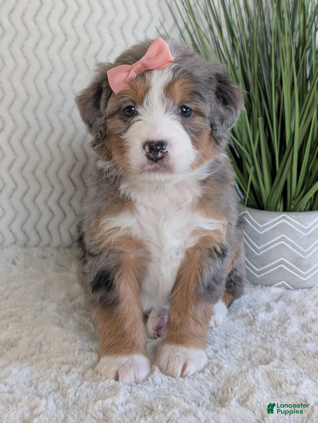 Mini Bernedoodle dogs for sale: Mini Indy  - Ad 7