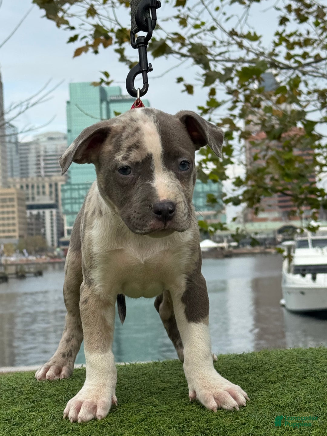 American Bully dogs for sale: Greyjoy  - Ad 23