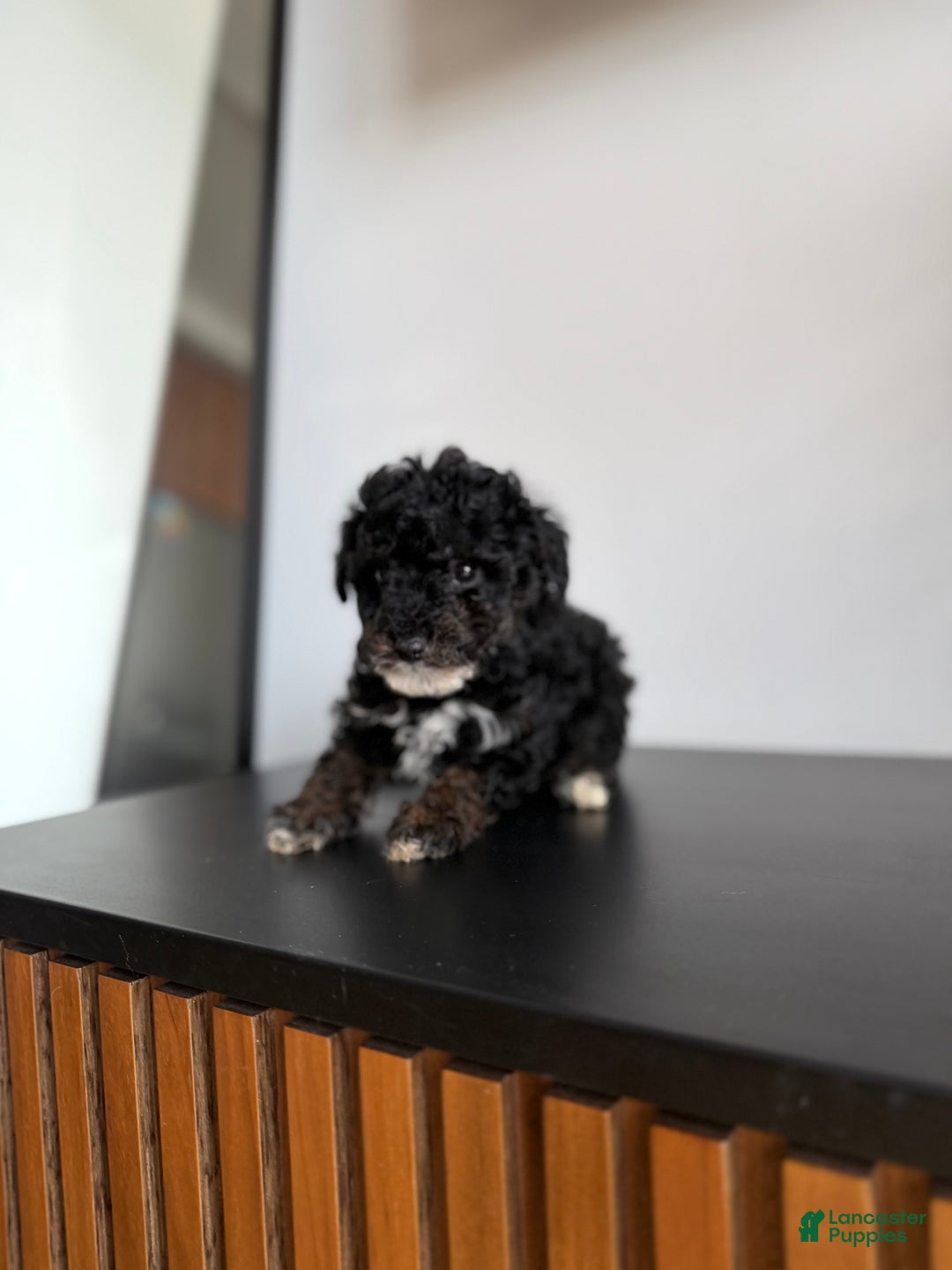 Toy Poodle dogs for sale: Danny teacup - Ad 1