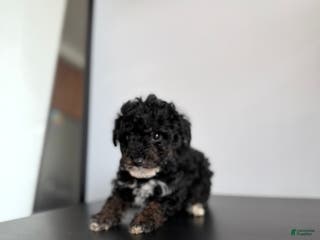 Toy Poodle dogs Danny teacup - Ad 18