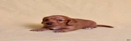 Miniature Dachshund dogs for sale: Macchiato  - Ad 10