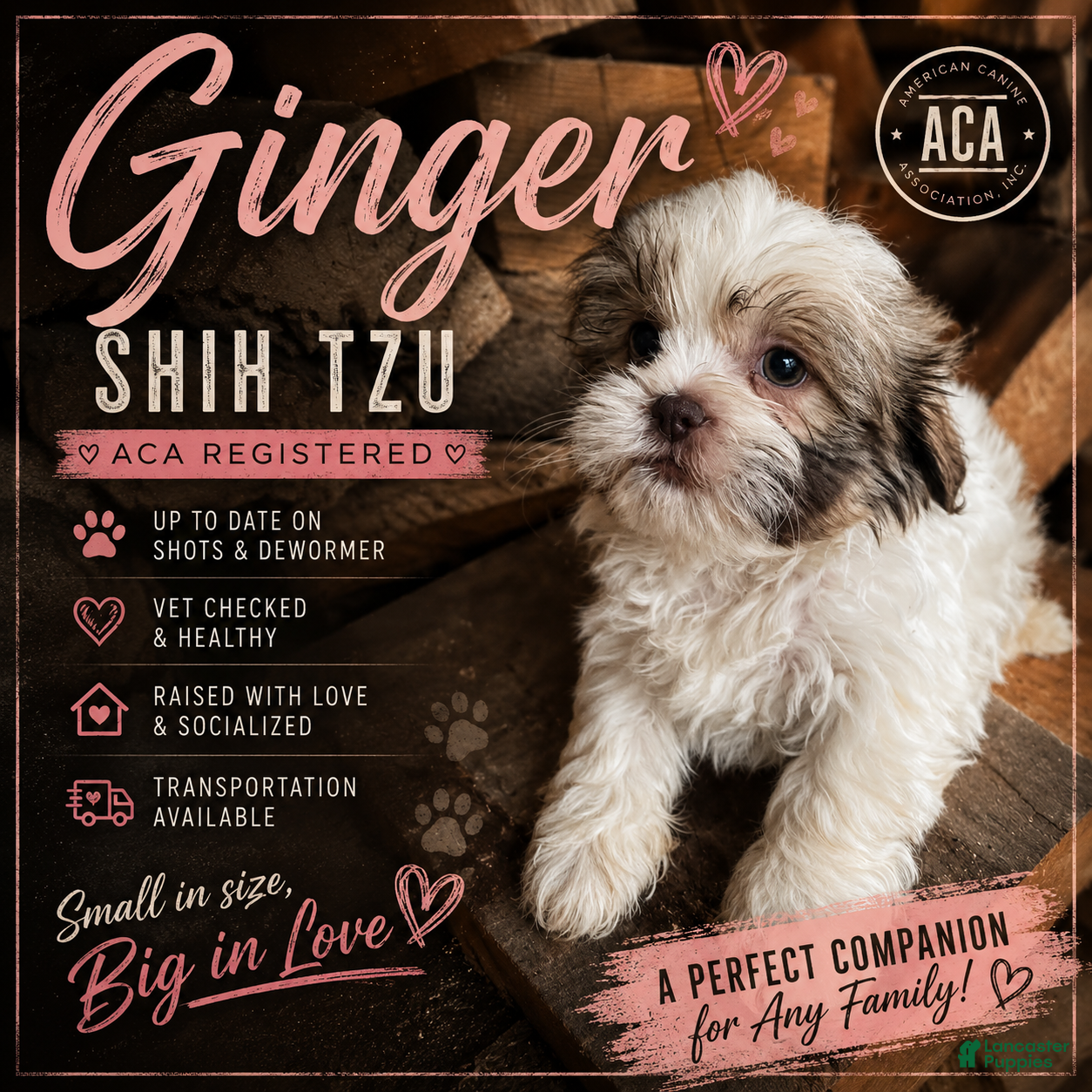 Shih Tzu dogs Ginger - Ad 1