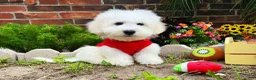 Maltipoo dogs for sale: Mozart - Ad 4
