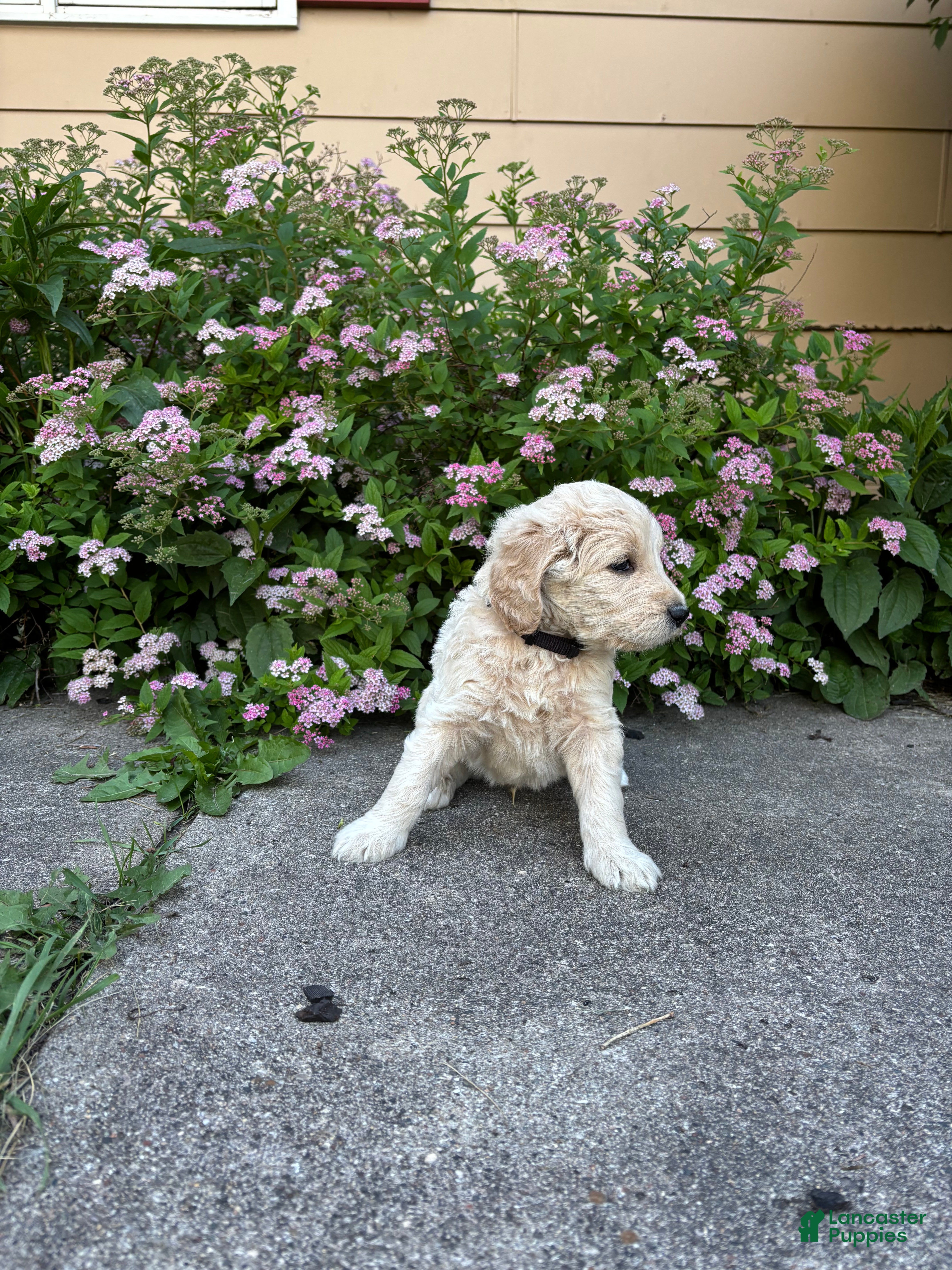 Goldendoodle dogs Black- Goldendoodle Puppy 3 - Ad 24