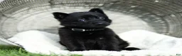German Shepherd dogs for sale: Faye German Shepherd  - Ad 4