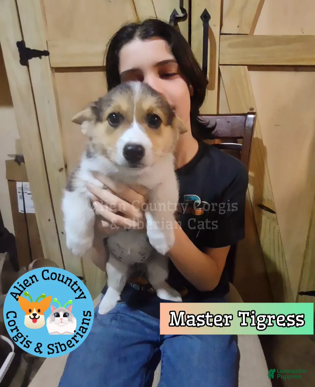 Welsh Corgi Pembroke dogs for sale: Welsh Corgi Pembroke Tigress - Ad 2