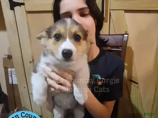 Welsh Corgi Pembroke dogs Welsh Corgi Pembroke Puppy 4 - Ad 3