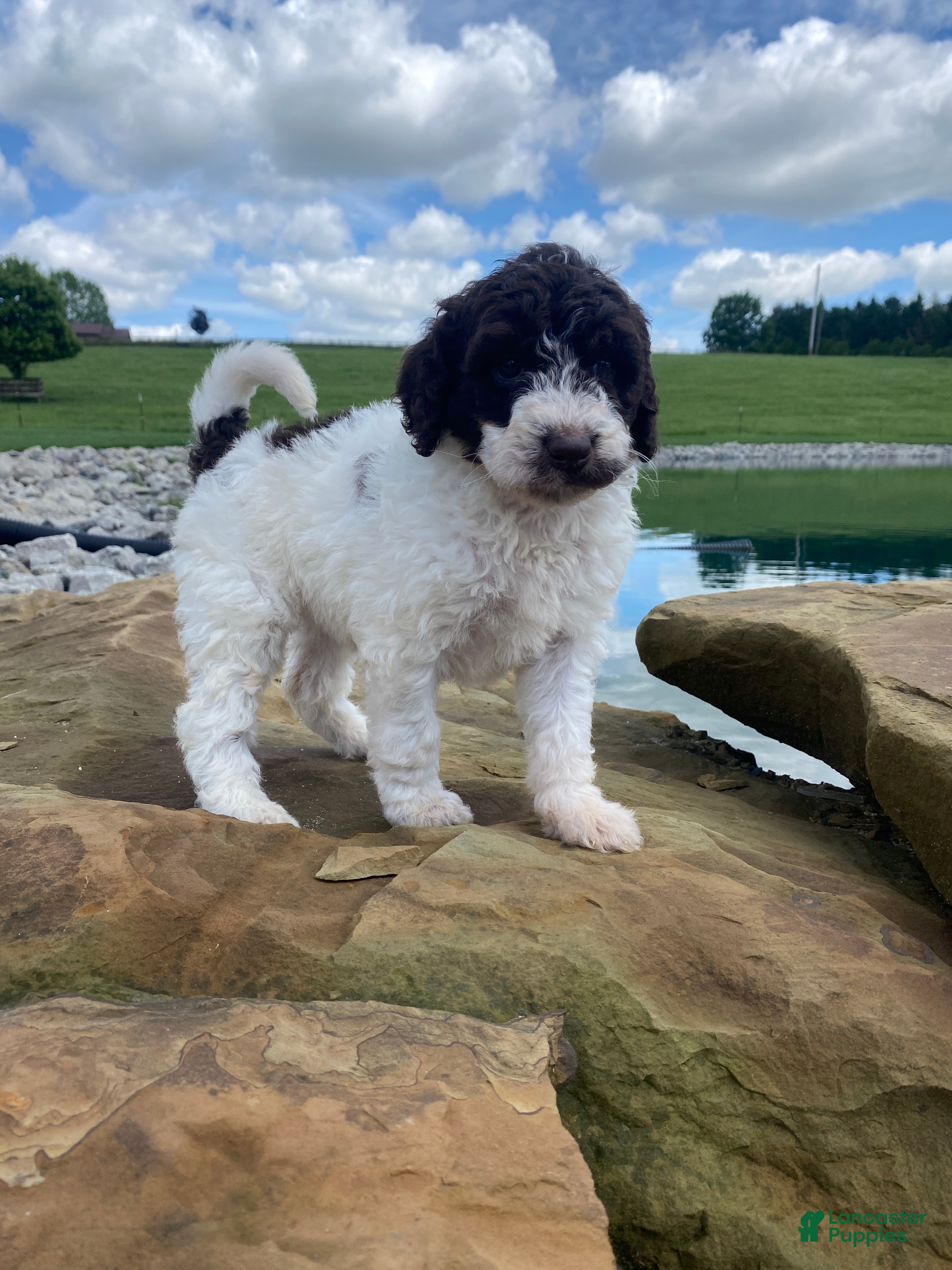 Labradoodle dogs F1bb Millie - Ad 1