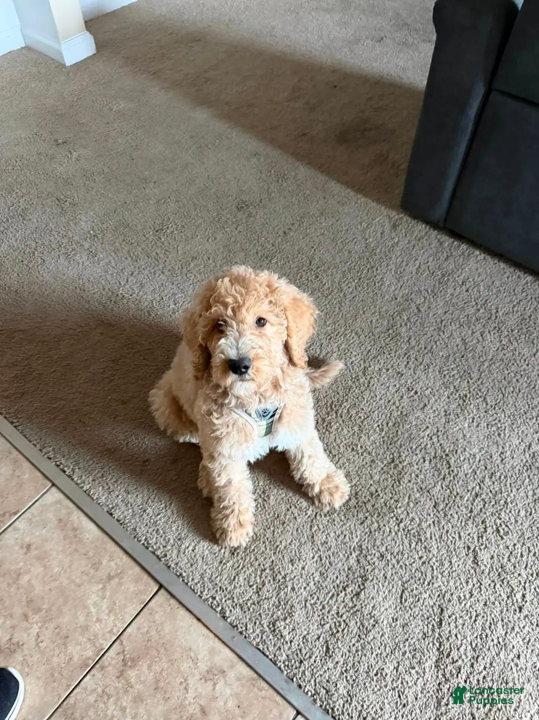 Goldendoodle dogs for sale: Goldendoodle Puppy  - Ad 1