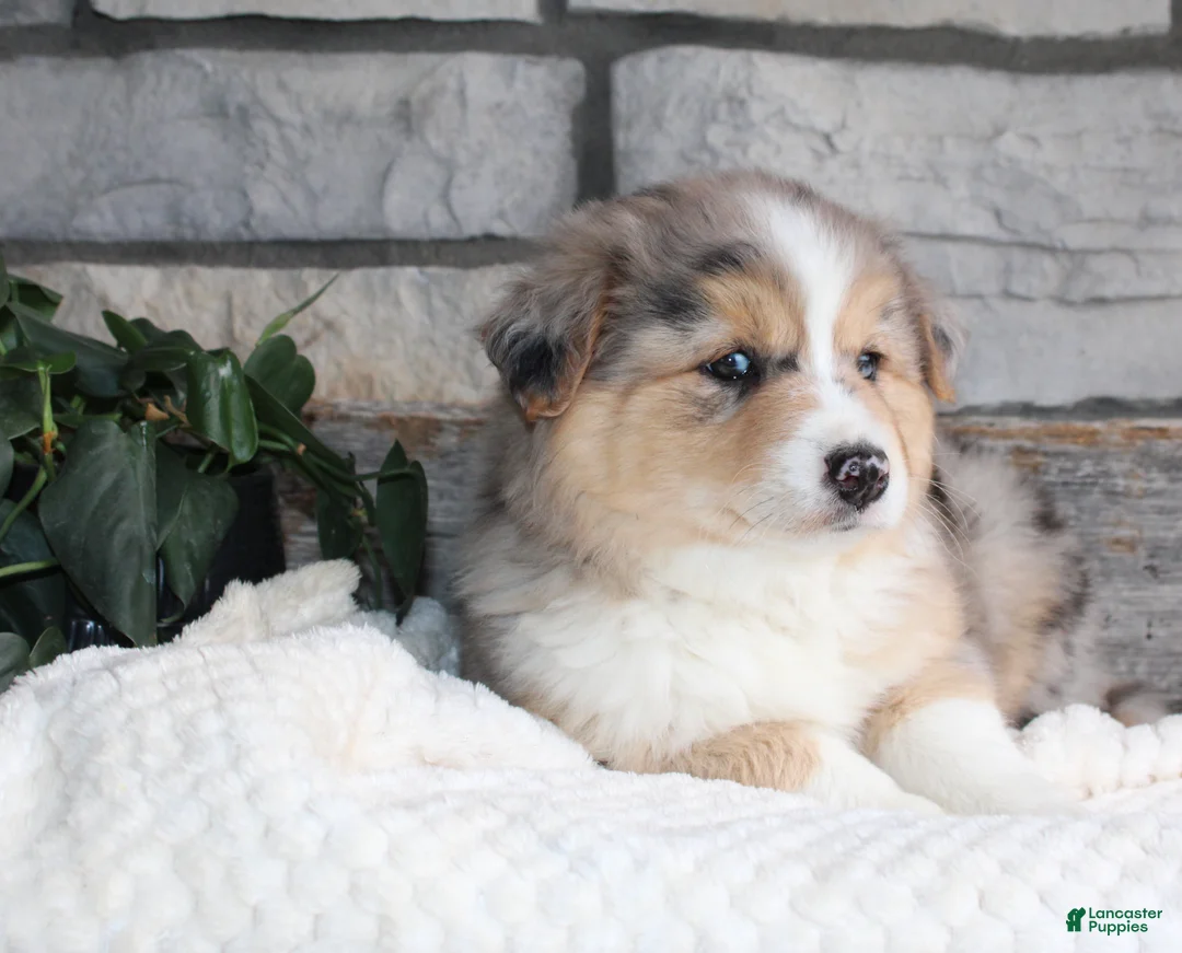 Australian Shepherd dogs for sale: lacy - Ad 1