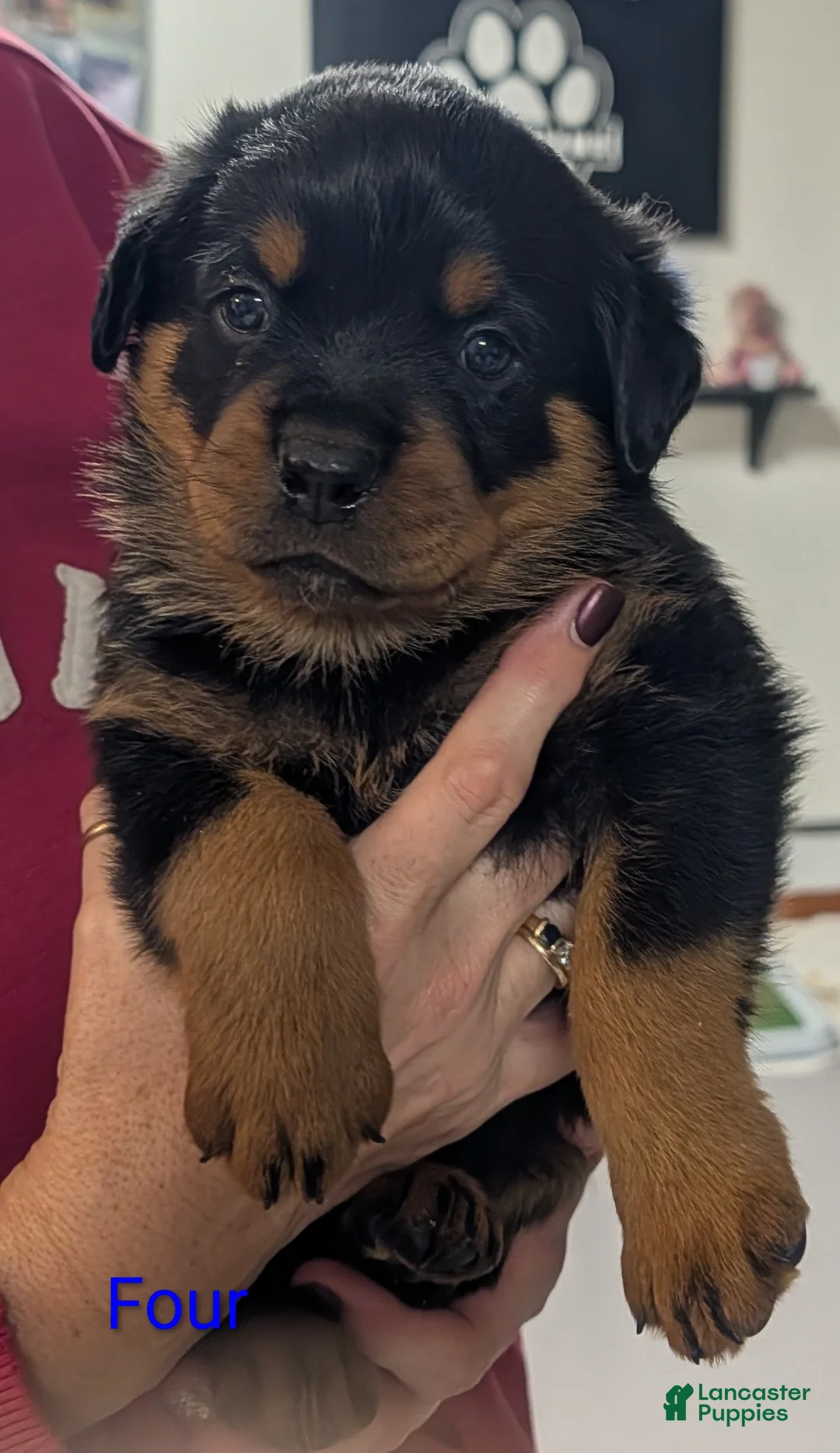 Rottweiler dogs for sale: Rottweiler Puppy 4 - Ad 1