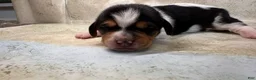 Mixed Breed dogs for sale: Marlin - Ad 8