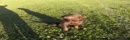 Labrador Retriever dogs for sale: Labrador Retriever 1 - Ad 3