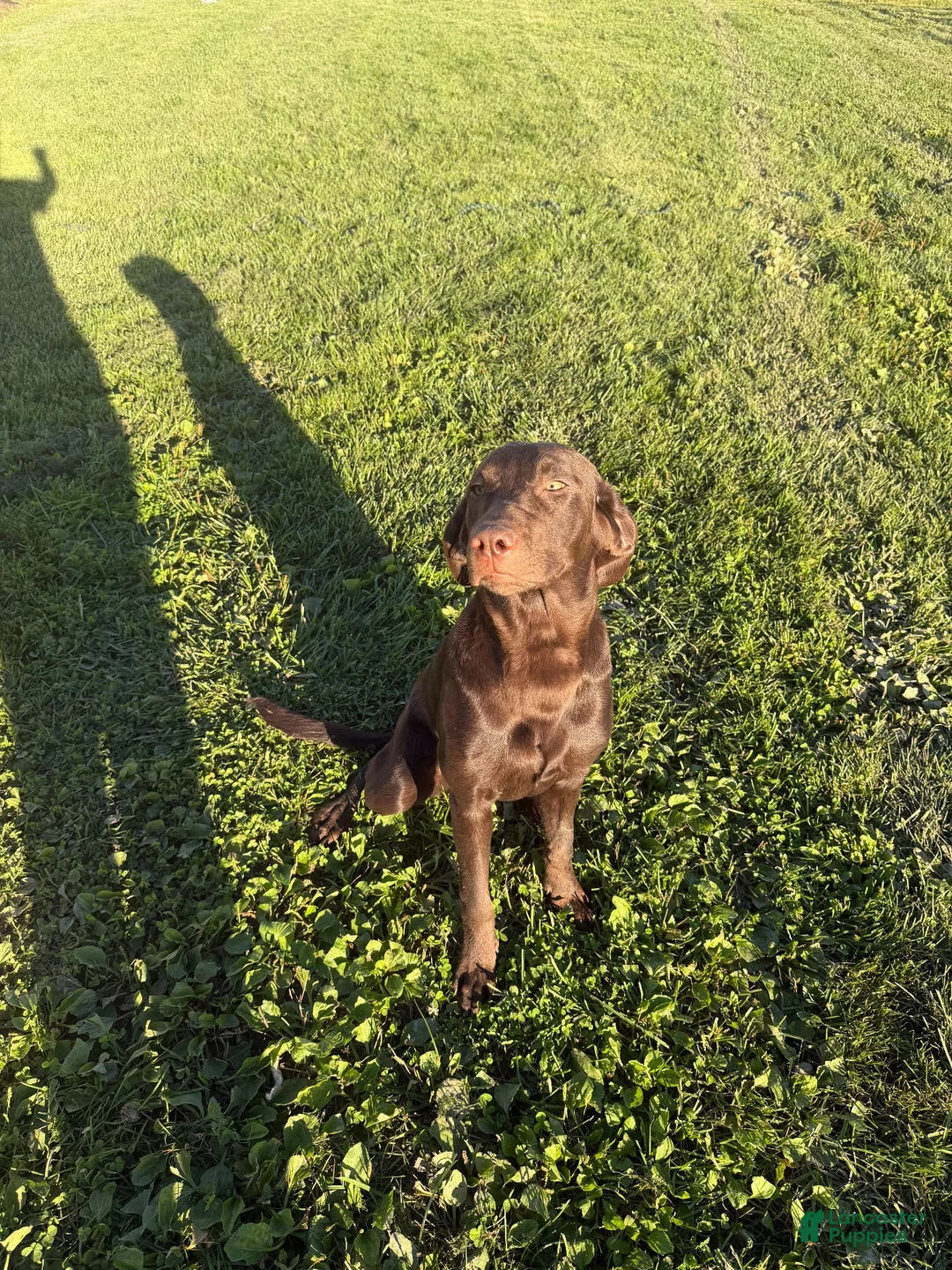Labrador Retriever dogs for sale: Labrador Retriever 1 - Ad 3