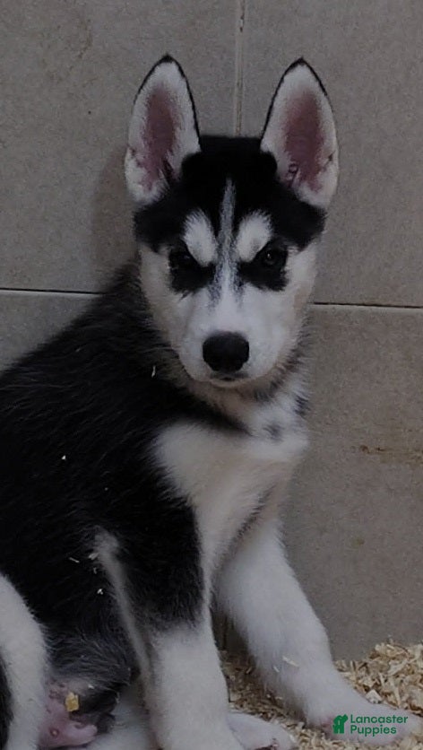 Siberian Husky dogs Big Mack - Ad 1