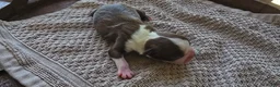 Boston Terrier dogs for sale: Boston Terrier Puppy 3 - Ad 11
