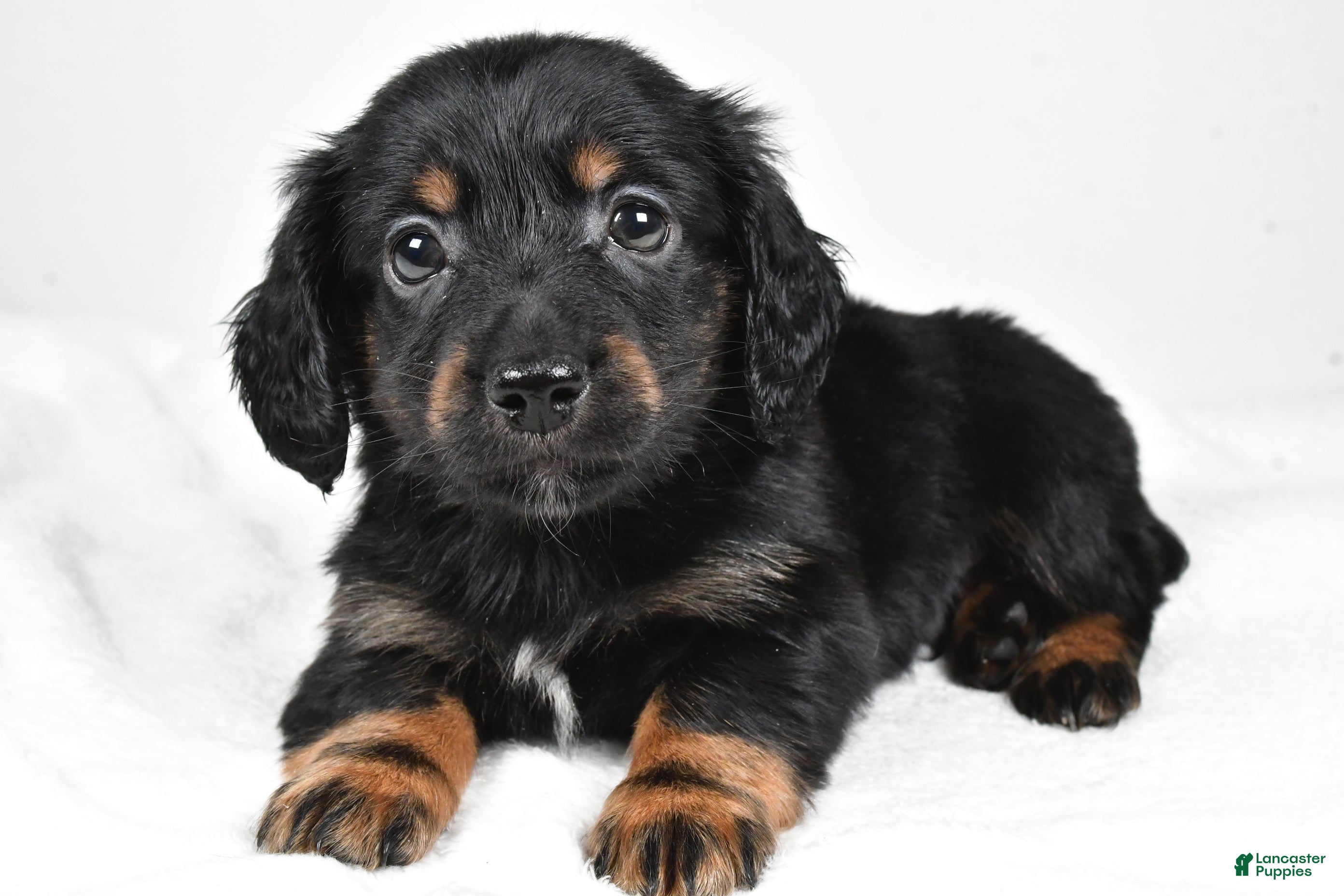 Miniature Dachshund dogs Bo - Ad 14