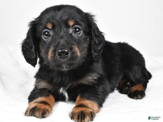 Miniature Dachshund dogs Bo - Ad 14