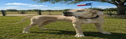 Great Dane dogs for sale: Sibley  - Ad 5
