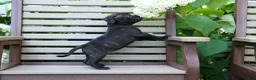 Staffordshire Bull Terrier dogs for sale: Moose 🐶 - Ad 4