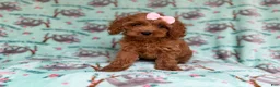 Cockapoo dogs for sale: Remi - Ad 3
