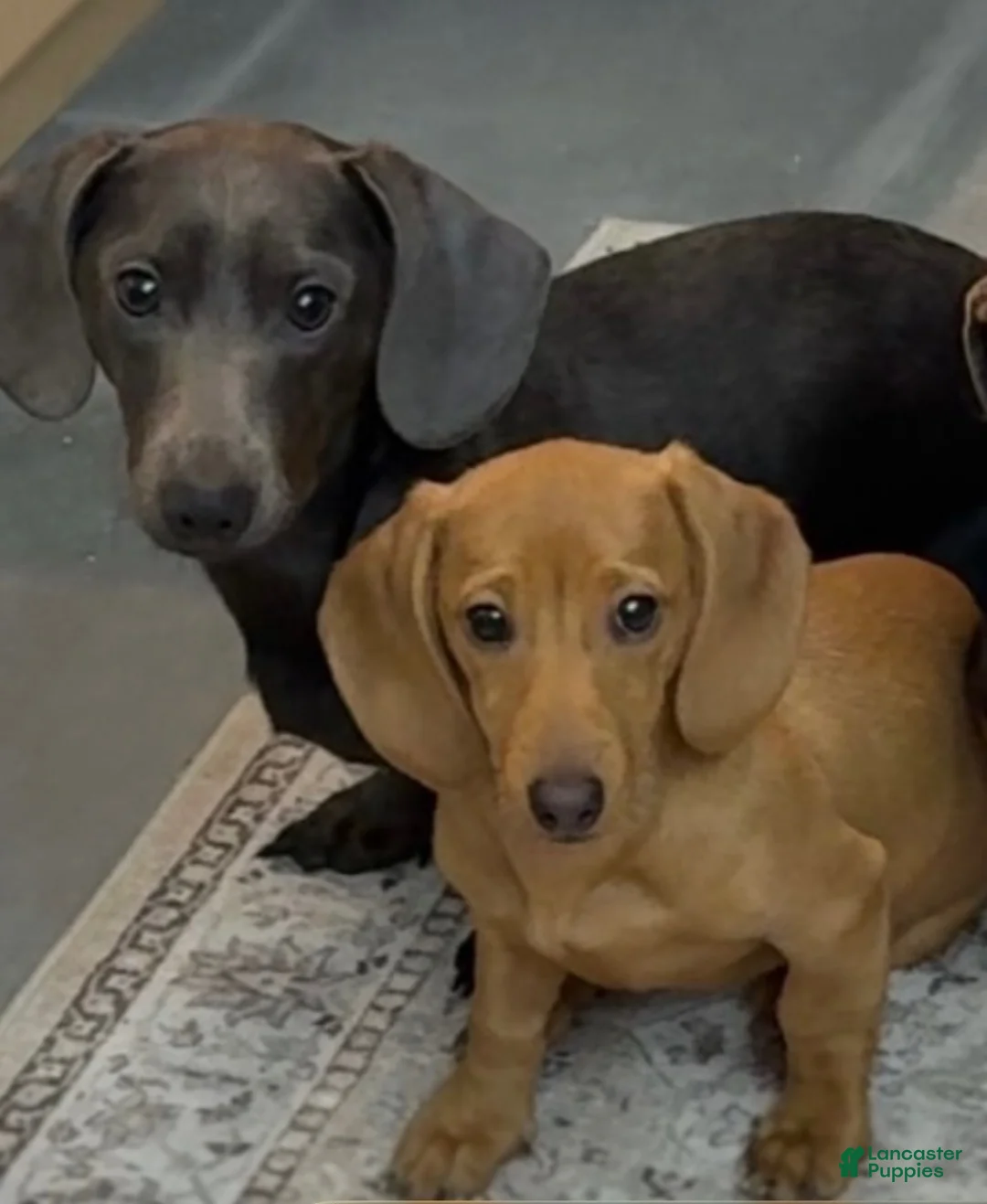 Miniature Dachshund dogs for sale: Kasey - Ad 3
